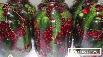 Redcurrant Pickled Cucumbers